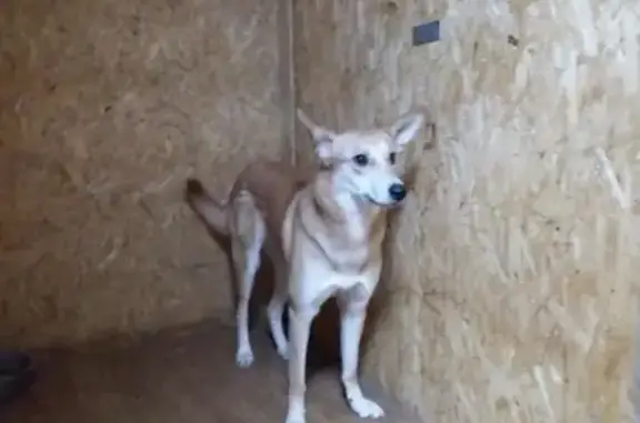 Найдена молодая собака в Кирове