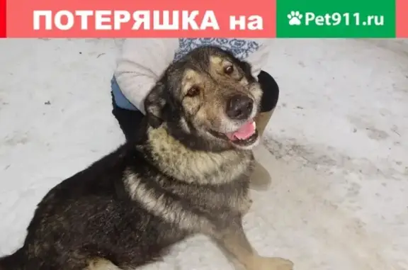 Пропала собака в Иваново, район Дальний, трасса на Фурманов.