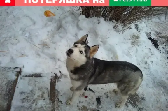 Пропала собака Умка на улице Старцева, Пермь