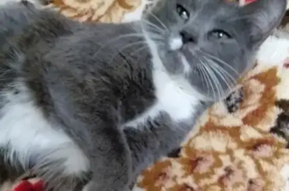 Потерянные животные Курган, фото: Пропала кошка на ул. Савельева, Курган