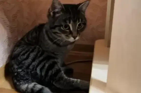 Найдена кошка в Барнауле, помогите найти ей дом
