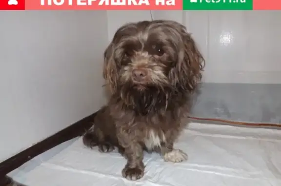 Найдена собака на ул. Юбилейная, Псков