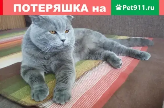 Пропала кошка Бакс на улице Ильича, Стерлитамак