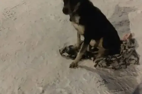 Найден пес с ошейником возле магазина в Ачинске
