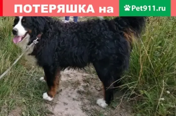 Пропала собака в Балабаново, Калужская область