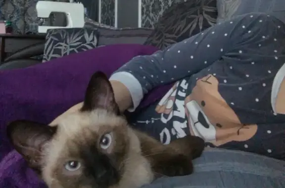 Найден сиамский кот в Екатеринбурге