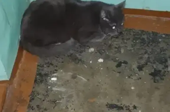 Найдена кошка в Ангарске, ищем новый дом