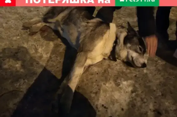 Собака найдена на улице Зои Космодемьянской, ищут приют (Мурманск)