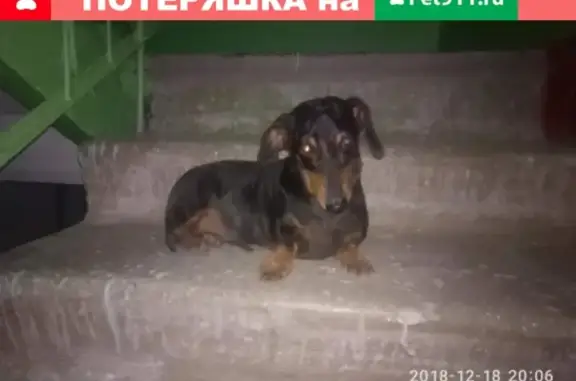 Найдена собака в Волгодонске, ищут хозяев!