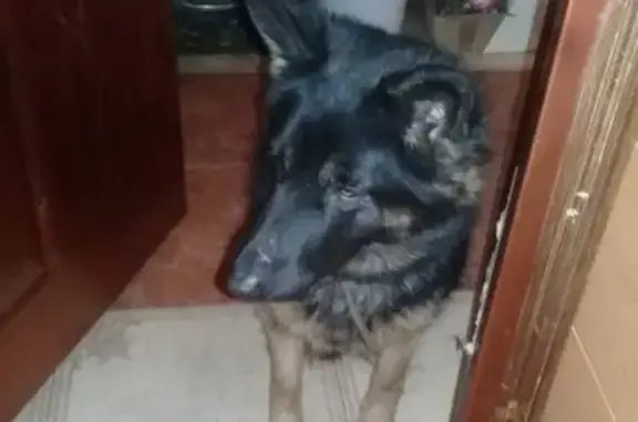Найдена собака в районе маг. 'Светофор' г. Донецка