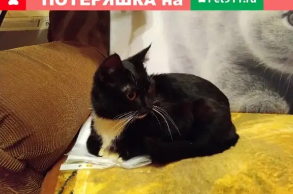 Найден кот у подъезда на ул. Орджоникидзе, Нижний Тагил