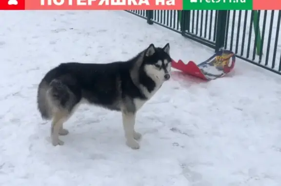 Пропала собака в Можайске!