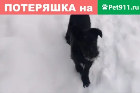 Пропала собака Тайсон на Дублере Сибирского тракта 16 км!