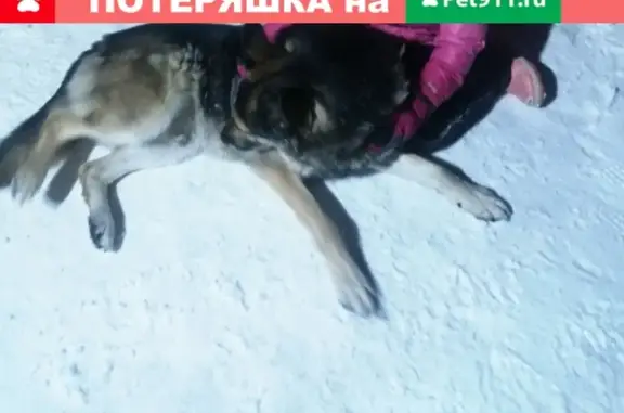 Пропала собака Сёма в Лакинске