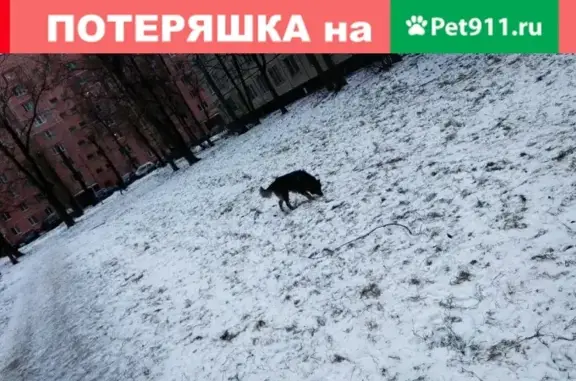 Найдена собака в СПб, Невский р-н - черно-рыжий метис