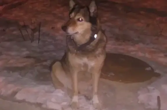 Собака без хозяина на ул. Гаджиева, Мурманск