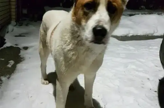 Найдена собака в Новом Игермане, Ижевск.