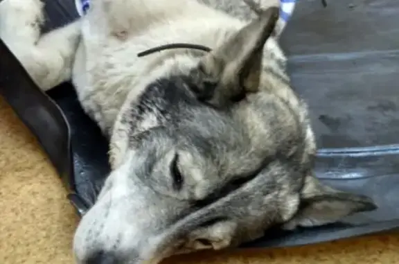 Найдена собака в Мурманске на ул. Зои Космодемьянской