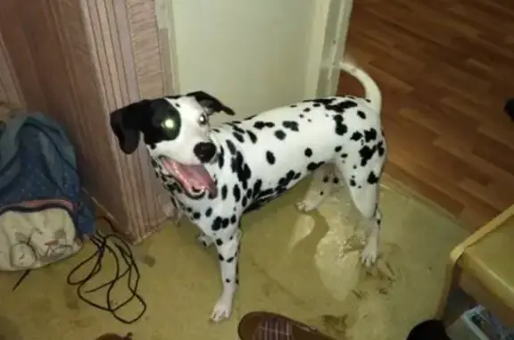 Найдена собака на Гатауллина возле Магнита в Перми
