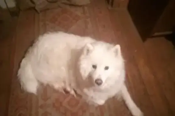 Найдена собака в СПб: самоедская лайка, девочка 3-4 года