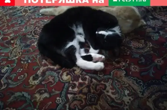 Кошки потеряшки, деревня Малое Верево, фото: Потеряшка кот с белой 