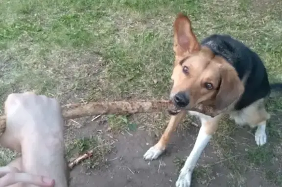 Пропала собака Рада в Тольятти, район 13 квартала