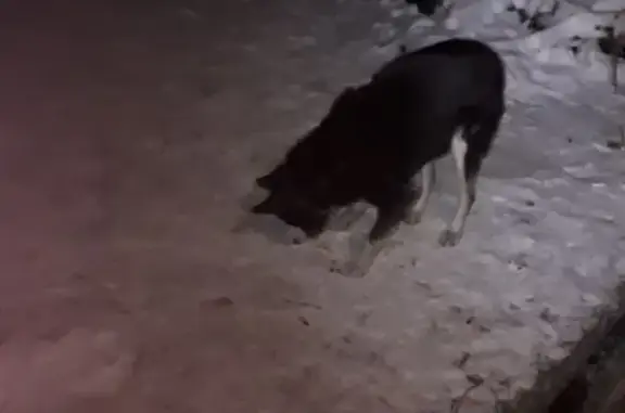 Найдена собака на ул. Карла Маркса