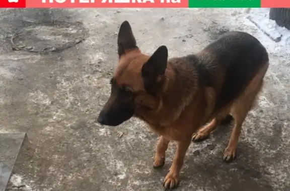 Найдена собака в Петрозаводске на Шотмана