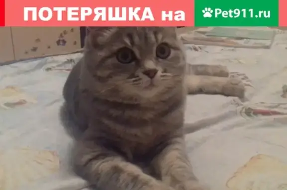 Пропала кошка на улице Астраханская 5