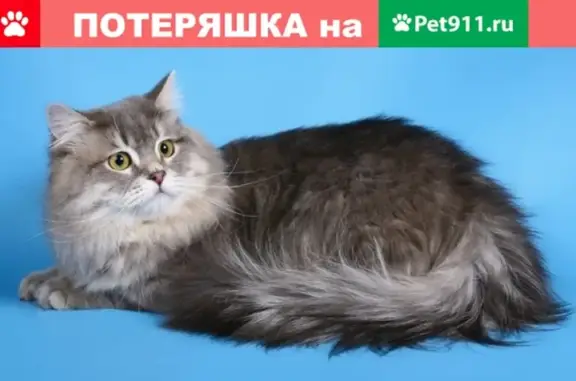 Потерянные животные Курган, фото: Пропала кошка Федя на ул. Колхозной, Курган.