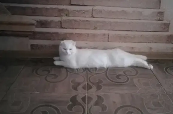Пропала кошка Мэрс, ул. Тевосяна 16А, Электросталь.