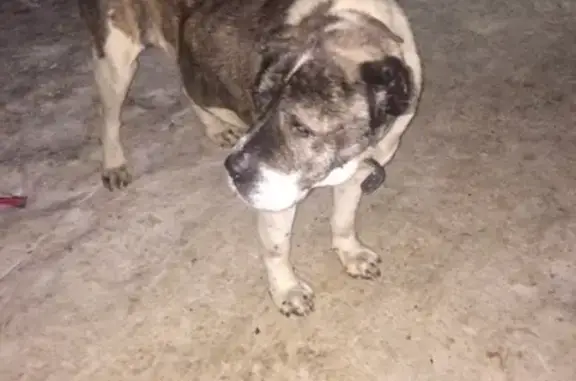Собака найдена в Софрино, Московская область