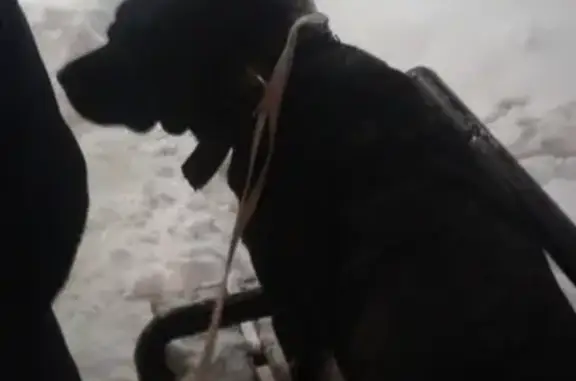 Найдена собака в Камышине, ищем хозяина