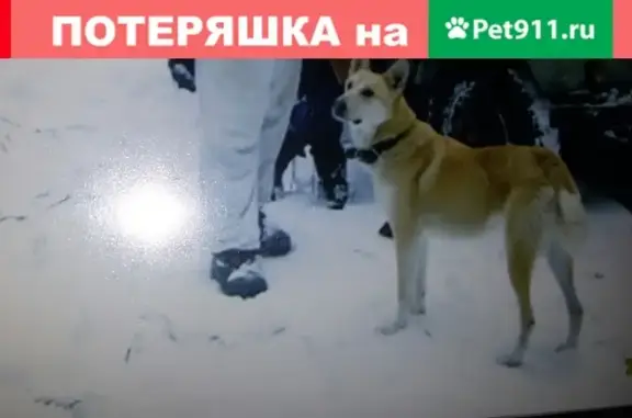 Собаки потеряшки, Дракино, фото: Потеряшка собака в селе Дракино, Инзенский район