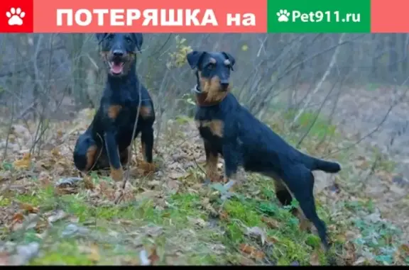Пропала собака в Валдайском районе, Новгородская область