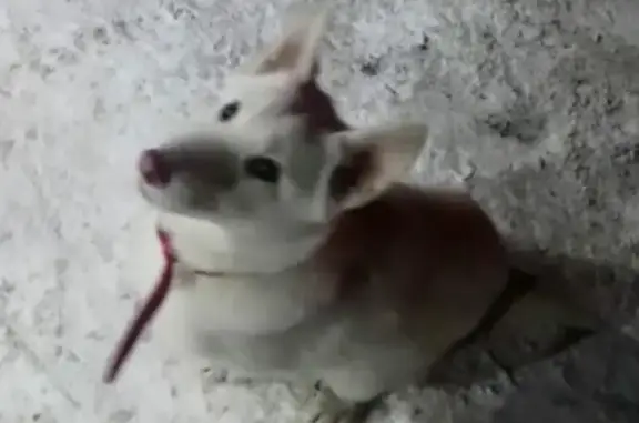 Найден щенок на 24км Елизово, ищем хозяев