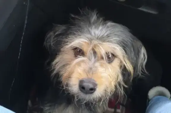 Найдена собака на Осташковском шоссе