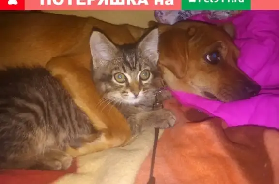 Пропала собака Боня в Краснотурьинске, Свердловская область