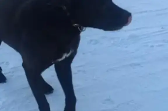 Найдена собака в Кадниково - помогите найти хозяина!