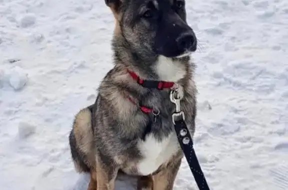 Найдена собака в Кунцево, Москва