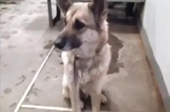 Найдена собака на станции Некрасовская, ищем хозяина.