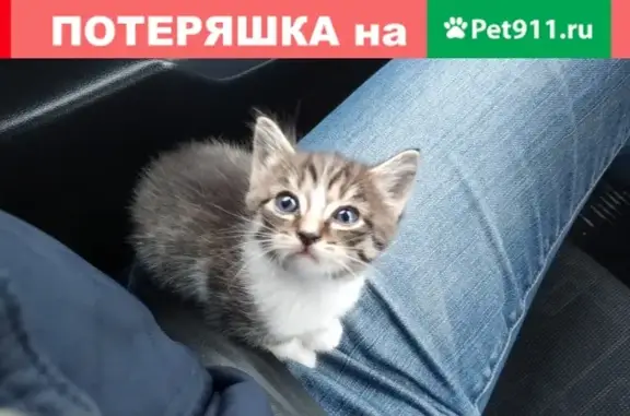 Найден котенок на пр. Комсомольский 9, ищем хозяина!