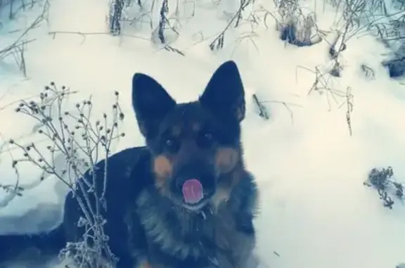 Пропала собака Джек в Красноярске, вознаграждение 20000 рублей