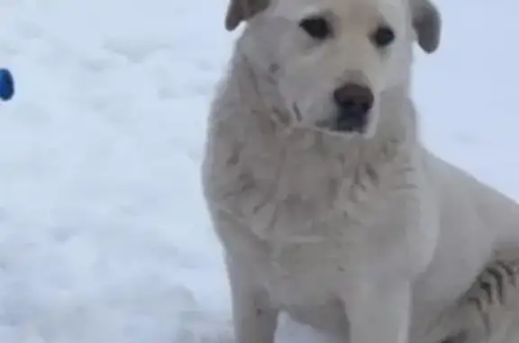 Собаки потеряшки, Лесное, фото: Потеряшка лабродор в Лесном на Солнечной