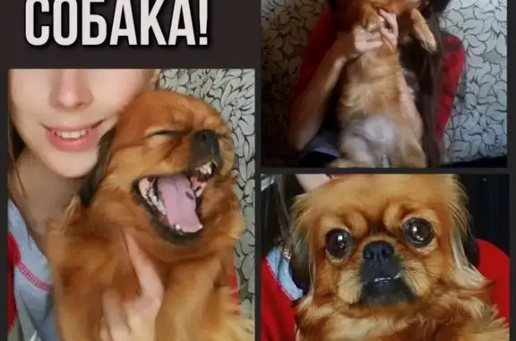 Пропала собака в Красном Яре, вознаграждение 5000 рублей