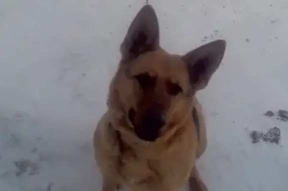Пропала собака Джесси в Вельске, Архангельская область