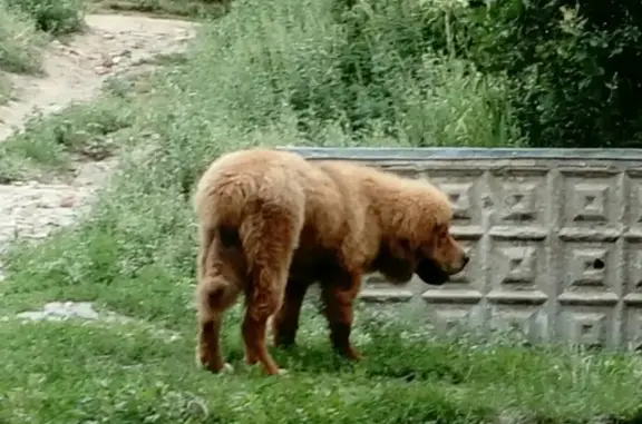 Пропала тибетская собака в Саратове, Волжский район