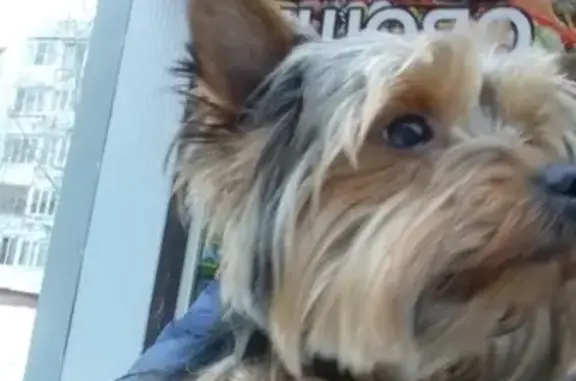 Найдена собака в Тучково, ищем хозяев