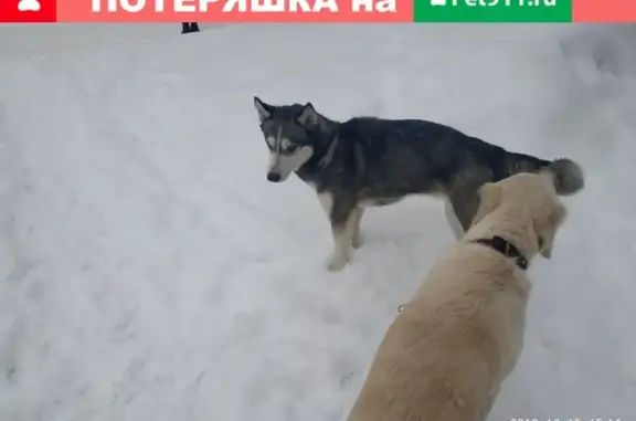 Найдена собака на улице Севастопольской, ищем старых хозяев [id19187964|Ирина Батушева]