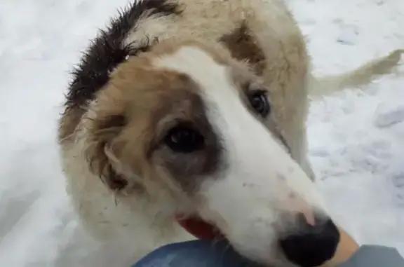 Найден щенок похожий на русскую борзую в Энгельсе, нужна помощь